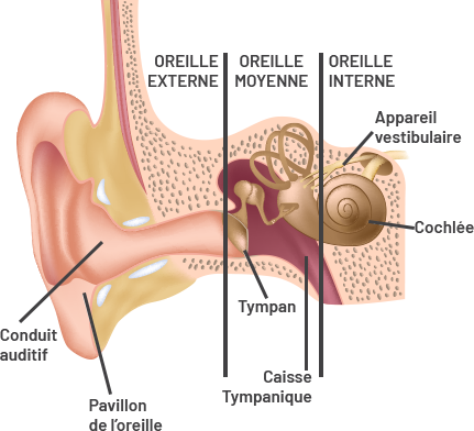 schéma oreille externe, moyenne et interne
